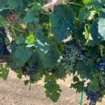 Photo 90 for Sutter Vineyard