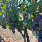 Photo 93 for Sutter Vineyard