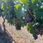 Photo 92 for Sutter Vineyard
