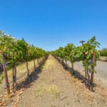 Photo 89 for Sutter Vineyard