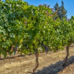 Photo 91 for Sutter Vineyard