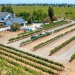 Photo 101 for Sutter Vineyard