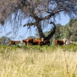 Photo 30 for Personeni Ranch