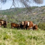 Photo 31 for Personeni Ranch