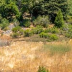Photo 4 for Scotts Valley Acres