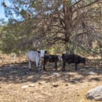 Photo 14 for Borchard Ranch