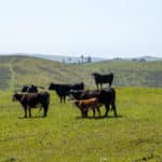 Photo 28 for Hagemann Ranch 1