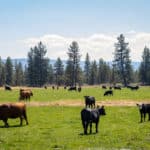 Photo 2 for Hat Creek Cattle & Hay Ranch