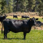Photo 33 for Hat Creek Cattle & Hay Ranch