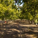 Photo 31 for Winters Agribusiness Fruit & Nut Cold Storage and Dry Yard