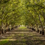 Photo 40 for Winters Agribusiness Fruit & Nut Cold Storage and Dry Yard
