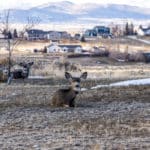 Photo 4 for Ruby Mountain Ranch 1