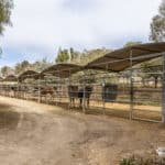 Photo 18 for Varian Arabians Ranch