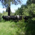 Photo 2 for Smithneck Ranch