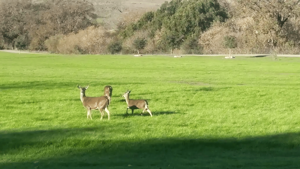 Petaluma's Cerro Pampa Polo Club, 112-acre property is up for sale