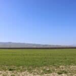 Photo 1 for I-5 and Shields Open Ground and Fallow Almonds