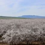 Photo 1 for I-5 and Shields II Almonds and Open Ground