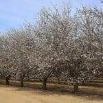 Photo 2 for I-5 and Shields I Almonds and Open Ground