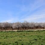Photo 2 for I-5 and Shields II Almonds and Open Ground