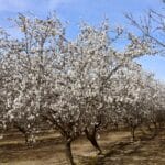 Photo 3 for I-5 and Shields II Almonds and Open Ground