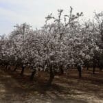 Photo 5 for I-5 and Shields II Almonds and Open Ground