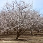 Photo 6 for I-5 and Shields II Almonds and Open Ground