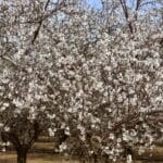 Photo 9 for I-5 and Shields I Almonds and Open Ground