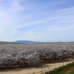 Photo 8 for I-5 and Shields II Almonds and Open Ground