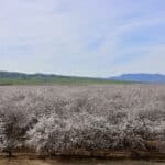 Photo 10 for I-5 and Shields I Almonds and Open Ground