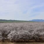 Photo 9 for I-5 and Shields II Almonds and Open Ground