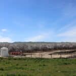 Photo 7 for I-5 and Shields I Almonds and Open Ground