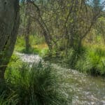 Photo 12 for Circle C Ranch