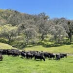 Photo 50 for Boekenoogen Carmel Valley Ranch