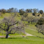 Photo 58 for Boekenoogen Carmel Valley Ranch