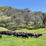 Photo 76 for Boekenoogen Carmel Valley Ranch