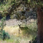 Photo 16 for IX Ranch