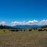 Photo 9 for IX Ranch