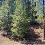 Photo 5 for Trinity Meadows lot in Trinity Center