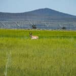 Photo 8 for Shady Dell Organic Hay Ranch