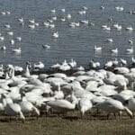 Photo 53 for Waterfowl Haven