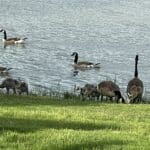 Photo 57 for Waterfowl Haven