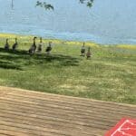 Photo 58 for Waterfowl Haven