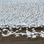 Photo 60 for Waterfowl Haven