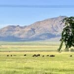 Photo 10 for Constantia Ranch
