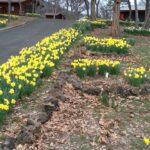 Photo 43 for Daffodil Lane