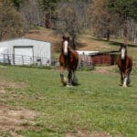 Photo 23 for Clydes Dale Farm
