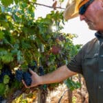 Photo 9 for Merlo Vineyard