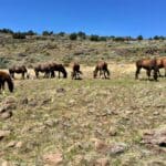 Photo 8 for Virginia City Highlands: Valleyview Ranch