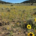 Photo 15 for Virginia City Highlands: Valleyview Ranch