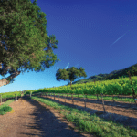 Photo 3 for Boekenoogen Santa Lucia Highlands Vineyard
